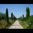 Mittelmeer-Zypressen